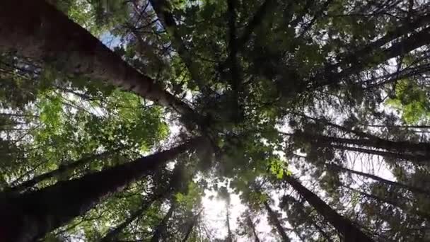 Skönheten Den Boreala Skogen — Stockvideo