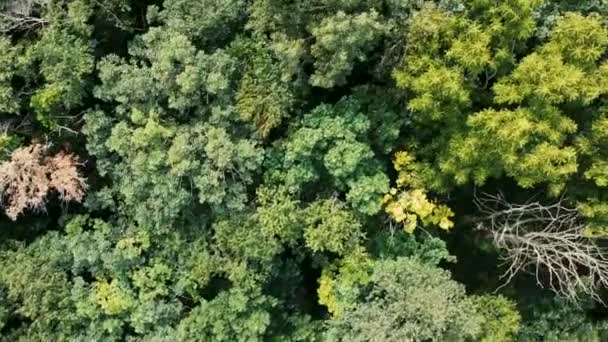Wisconsin Ormanlarındaki Görüntüler Gibi Güzel Bir Film — Stok video