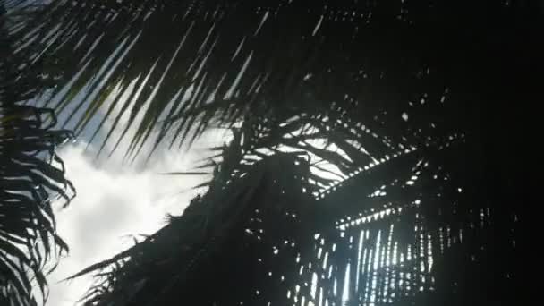 Alçak Açılı Palmiye Ağaçları Gökyüzü Bulutlu Güneşli — Stok video