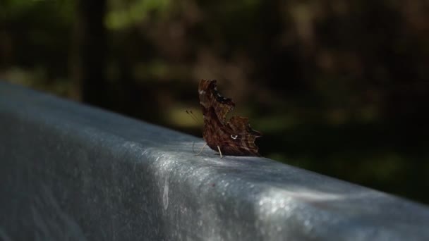 Μια Μύγα Που Αναπαύεται Μια Μεταλλική Πύλη Στο Δάσος — Αρχείο Βίντεο