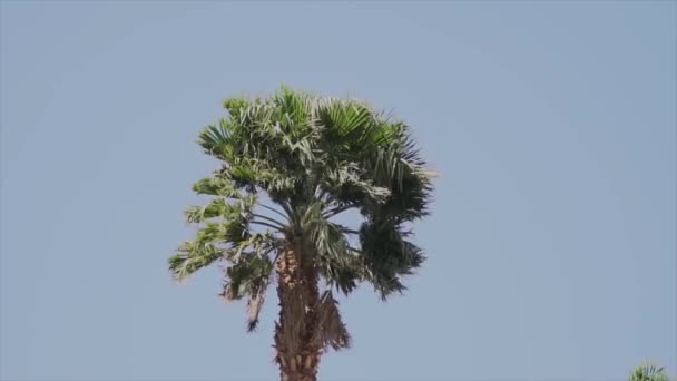Lento Movimento Praia Palmeira — Vídeo de Stock
