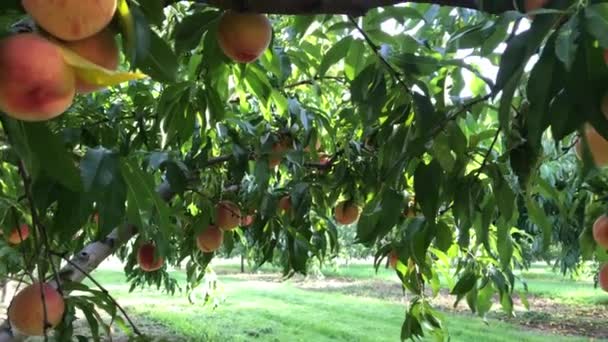 Rijpe Perziken Groeien Aan Bomen Zonnige Dag — Stockvideo