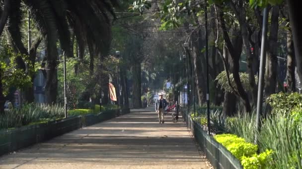 スローモーション メキシコの晴れた日に路地で犬を歩く男 — ストック動画