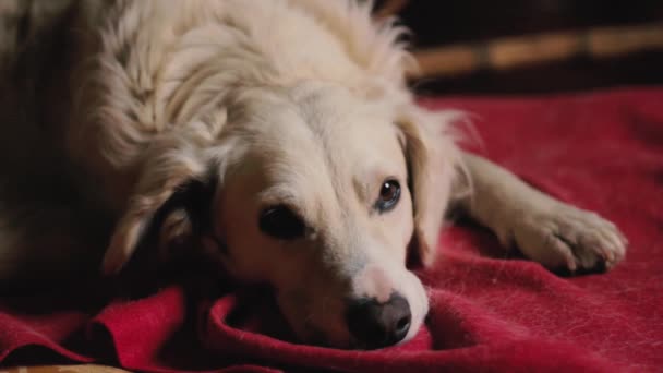 Triste Cane Cane Bianco Molto Espressivo — Video Stock