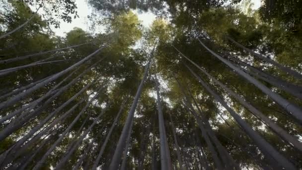 Arashiyama Bambusový Les Kjótu 25Fps — Stock video