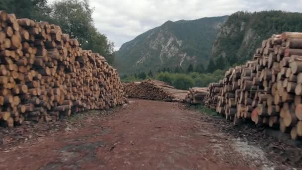 Filmagem Para Frente Entre Toras Madeira — Vídeo de Stock