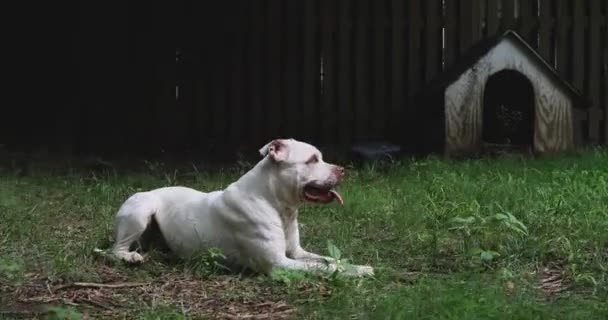 Großrassige Hunde Spielen Hinterhof — Stockvideo