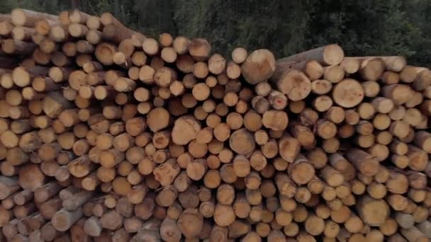 Drönarbilder Trästockarna Som Visar Skogen Och Bakom Den — Stockvideo