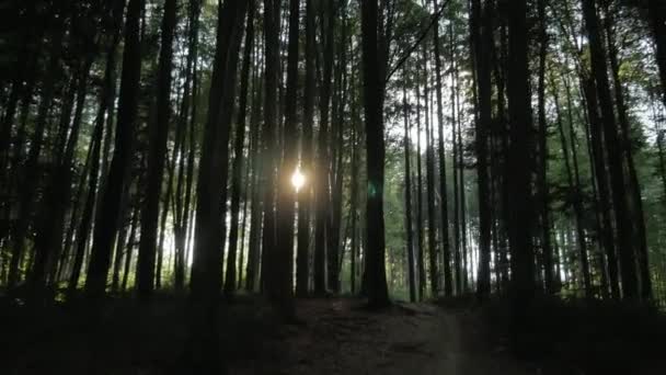 Spaziergang Durch Einen Wald — Stockvideo