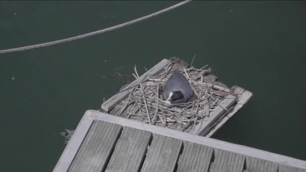 浮遊する巣の上のユーラシア クートは 彼女の仲間から材料を受け取ります スローモーション — ストック動画