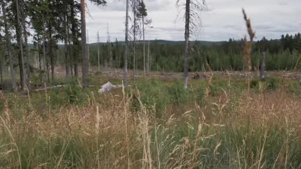 Une Forêt Suède Partiellement Déboisée — Video