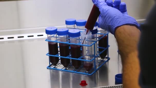 POV Valódi vér átvezetése kúpos centrifugacső csövekbe steril csuklya alatt egy laborban - PRP és őssejt folyamat