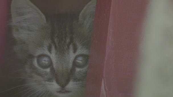 Γατάκι Κρύβεται Πίσω Από Ξύλο Γουαδελούπη Δυτικές Ινδίες — Αρχείο Βίντεο