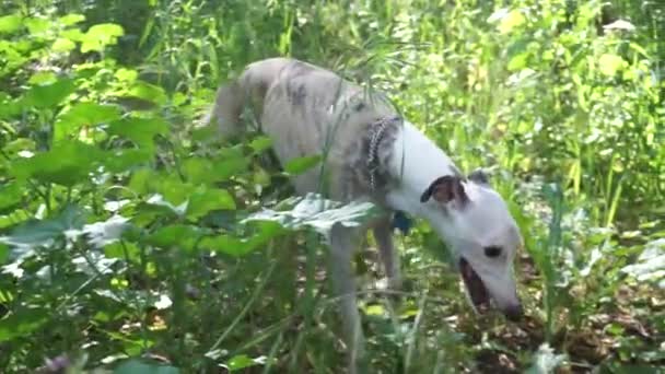 Perro Los Arbustos — Vídeos de Stock