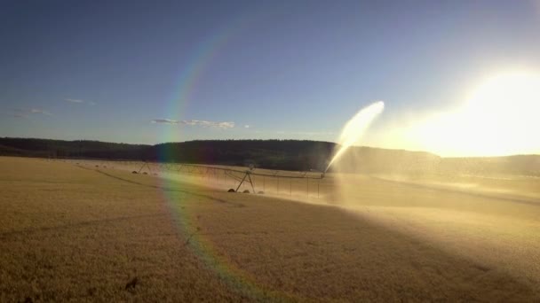 Watering Wheat Field Aerial — Stock Video