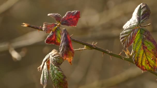 Plant Nice Bokeh Effect Filmed Parkgate Wirral Autumn Color Close — Stock Video