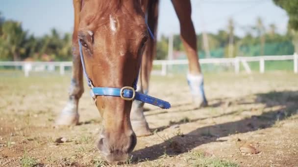 Medium Low Angle Pan Shot Light Brown Horse Eating Grass — 비디오