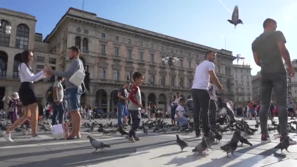 Pidgin Volando Cámara Lenta Milán Italia — Vídeos de Stock
