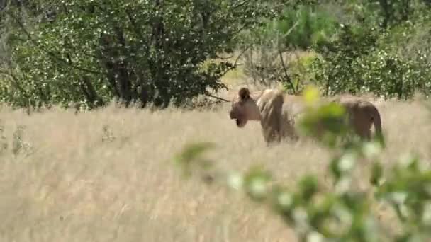 Lionne Marche Travers Herbe Profonde Dans Parc National Etosha Namibie — Video