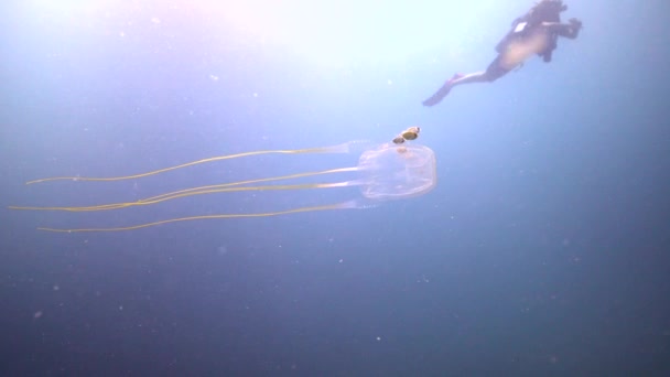 Красивая Коробка Медуз Водолаз Плавающий Спине — стоковое видео