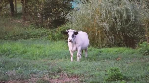 Vache Blanche Regardant Caméra — Video