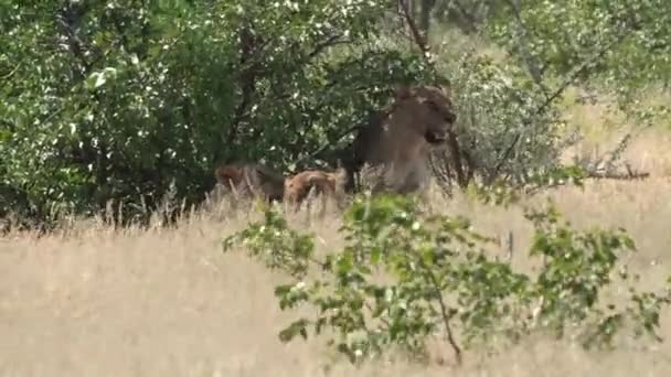 Három Oroszlán Ólálkodik Árnyékban Etosha Nemzeti Parkban Namíbiában — Stock videók