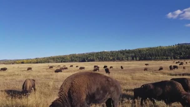 Dies Ist Ein Filmmaterial Von Wilden Tieren Oder Bisons — Stockvideo