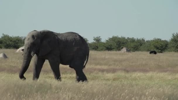 大きな象は エトシャ国立公園 ナミビアの後ろにダチョウやシマウマと草原サバンナを行進しています — ストック動画