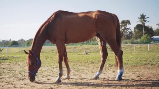 Średnie Ujęcie Jasnobrązowego Konia Jedzącego Trawę Padoku Słoneczny Dzień — Wideo stockowe
