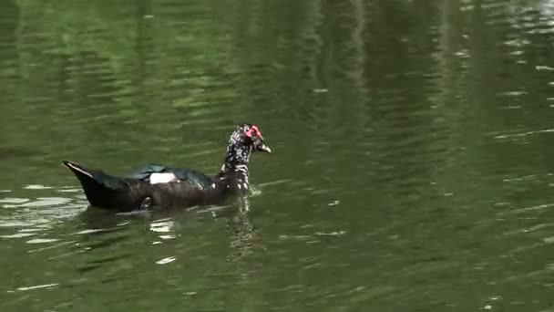 1匹のアヒルが池で泳いでいます — ストック動画