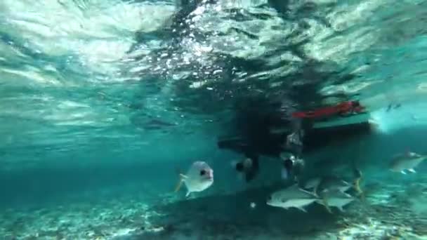 Havssnorkling Undervattensvideo — Stockvideo