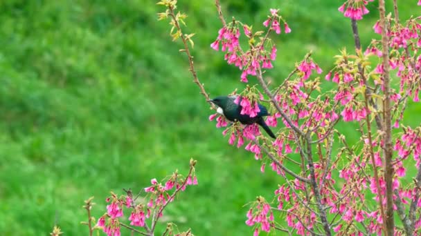 Kiraz Çiçekleriyle Beslenen Kuşlara Yakın — Stok video