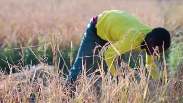 在坦桑尼亚 和非洲其他地区一样 水稻和玉米是粮食基地 播种时由最年轻的农民手工收割 — 图库视频影像