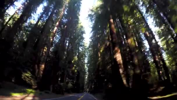 Dak Gemonteerd Schot Uit Een Auto Rijden Door Een Redwood — Stockvideo