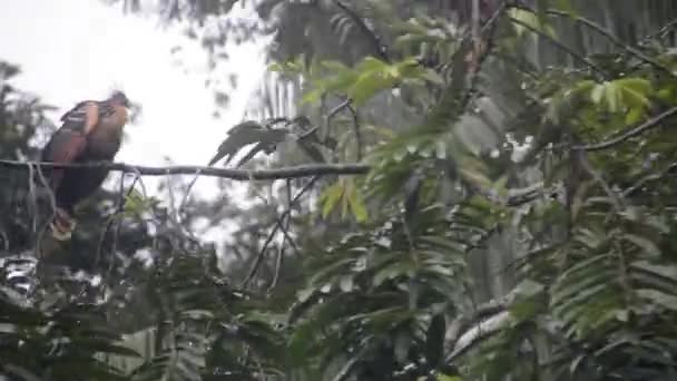 Tre Grandi Uccelli Hoatzin Riposano Sopra Una Laguna Nebbiosa — Video Stock