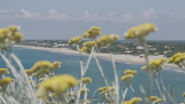 Θέα Από Circeo Προς Sabaudia Ακτογραμμή Λουλούδια Πρώτο Πλάνο — Αρχείο Βίντεο