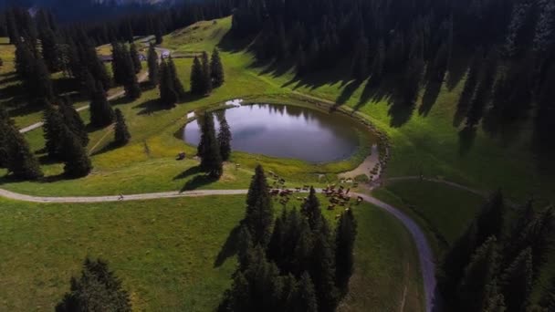 Voo Sobre Pequeno Lago Uma Manada Vacas Montanha — Vídeo de Stock