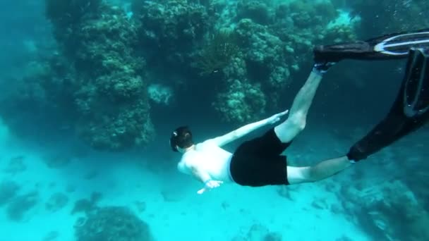 Vida Silvestre Submarina Del Océano Caribe Snorkeler — Vídeos de Stock