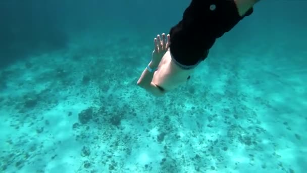 Καραϊβική Ωκεανός Υποβρύχια Άγρια Ζωή Diver — Αρχείο Βίντεο