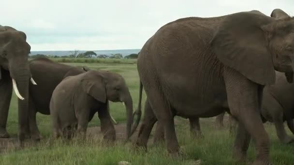 Afrikaanse Olifant Loxodonta Africana Familie Met Kleine Kalfjes Slenterend Door — Stockvideo