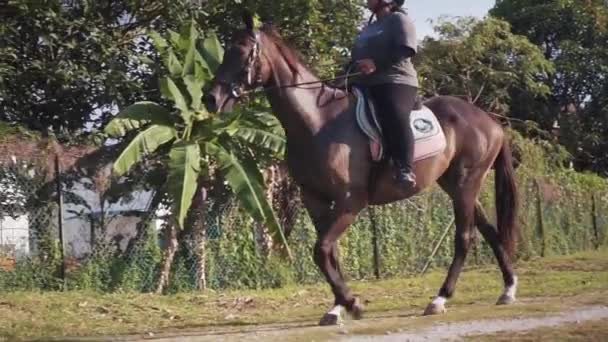 骑马者在阳光灿烂的日子骑着一匹深褐色的马的侧视图 — 图库视频影像
