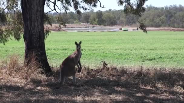 Australijska Farma Dwoma Męskimi Kangurami Spoczywającymi Cieniu Drzewa — Wideo stockowe