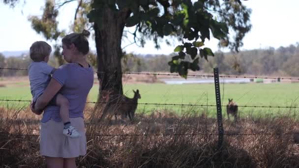 Una Madre Hijo Miran Dos Kagaroos Macho Descansando Sombra Árbol — Vídeo de stock