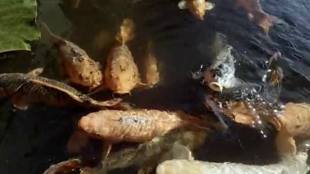 Koi Fisk Damm — Stockvideo