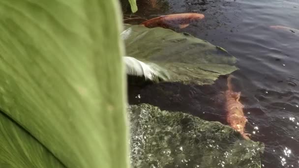 Peixe Koi Numa Lagoa Jardim Aqurio Vasco Gama — Vídeo de Stock