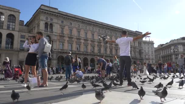 Pidgin Vliegen Rond Landing Een Mans Hand Slow Motion — Stockvideo