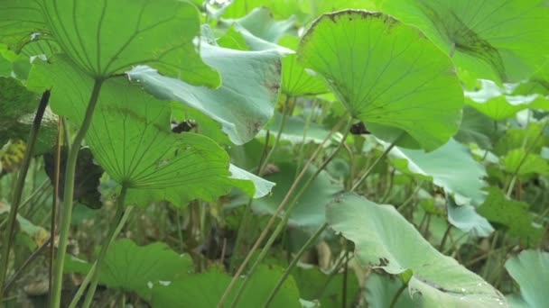 Lotus Leaf Onderste Hoek — Stockvideo