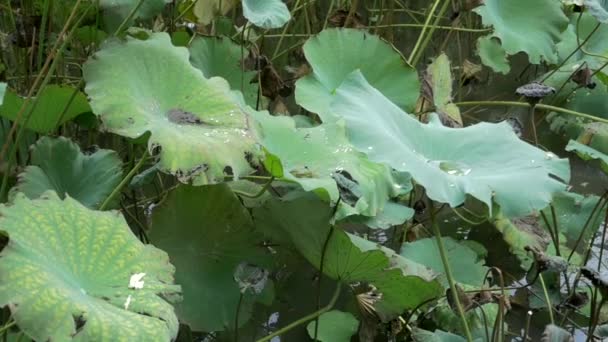 Lotus Blad Kantelen Van Beneden Naar Boven — Stockvideo