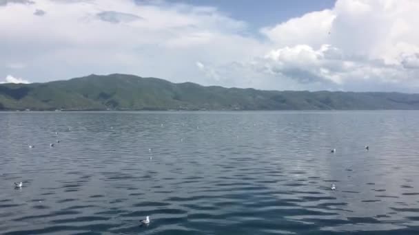 Shot Lake Sevan Largest Lake Armenia Many Armenian Gulls Enjoying — Stock Video