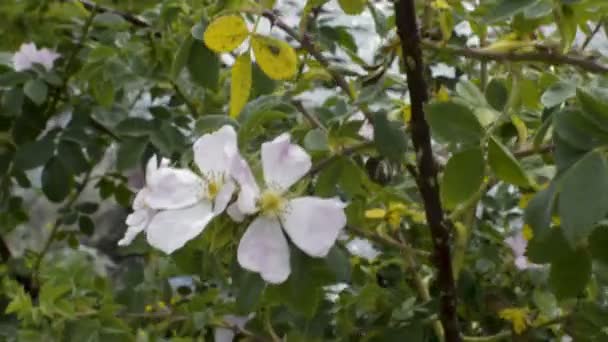 Von Weißen Blumen Zum Fluss — Stockvideo